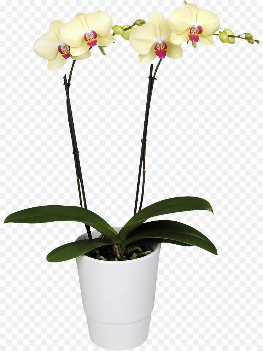 Orquídea Amarilla，Orquídea PNG