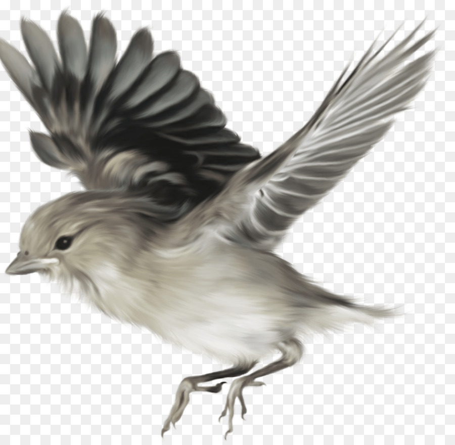 Pájaro，Las Aves En Vuelo PNG