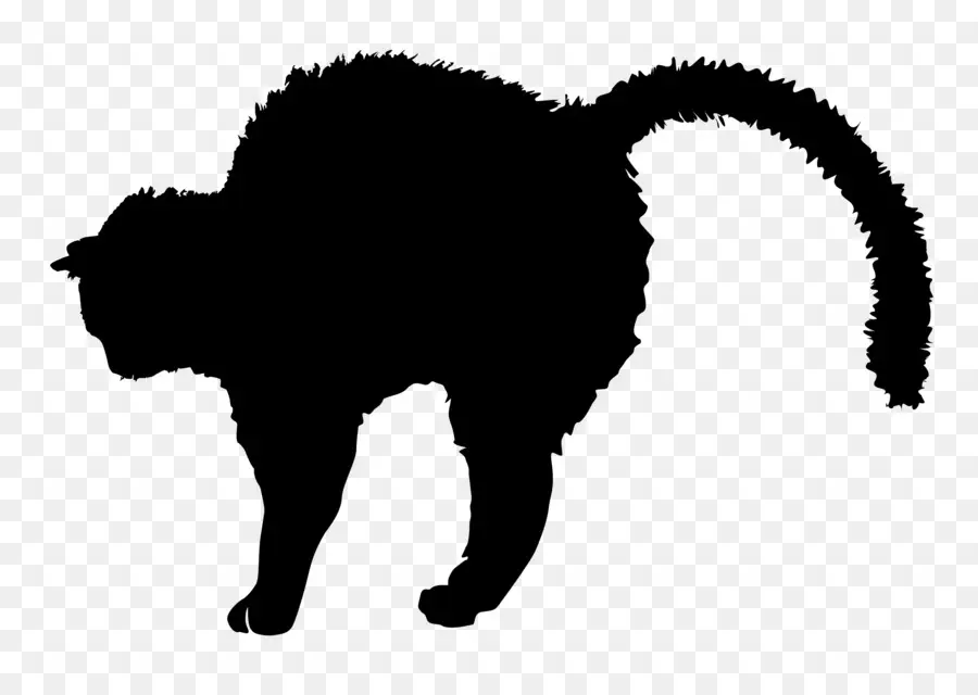 Gato，Silueta PNG