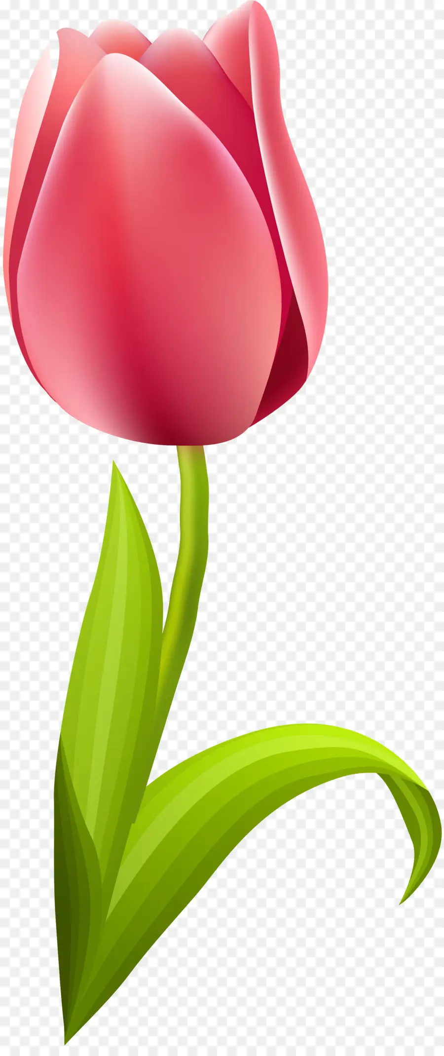 La Floración De La Planta，Tulip PNG