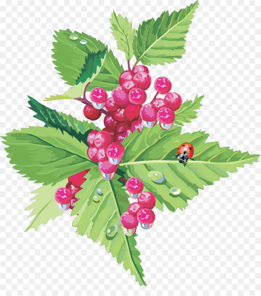 Berry，La Fruta PNG