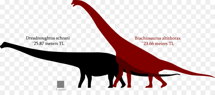 Brachiosaurus，Dreadnoughtus PNG