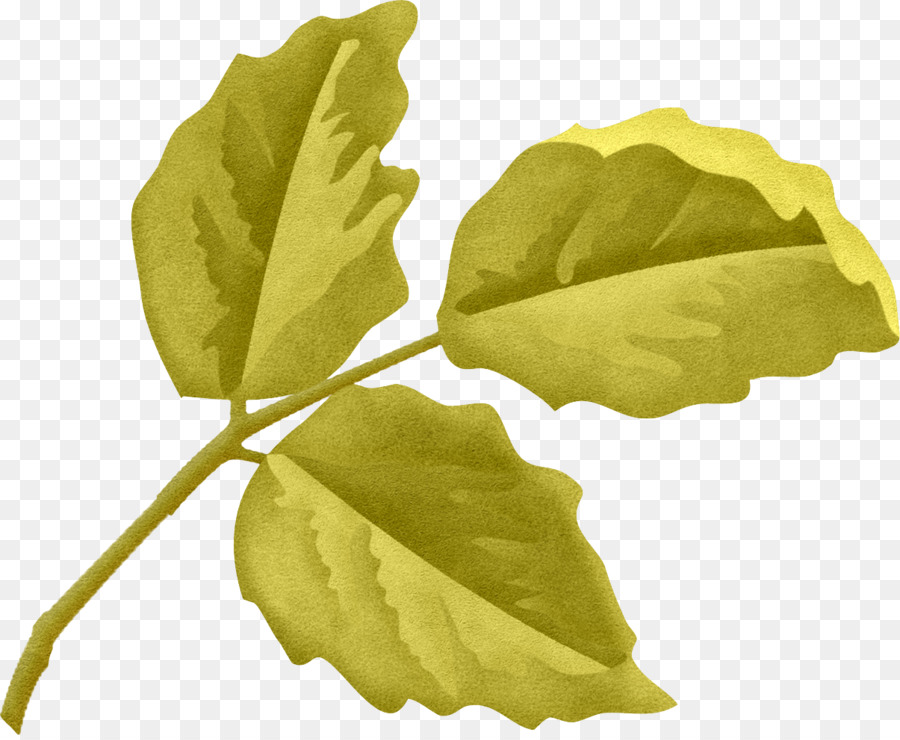 Planta，Hoja PNG