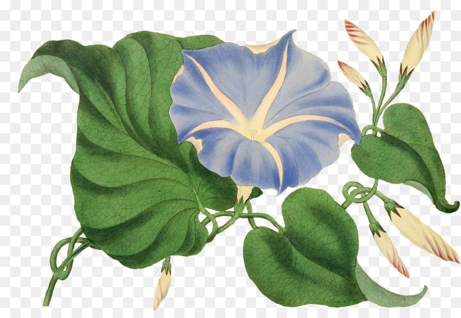 Flor，Planta PNG