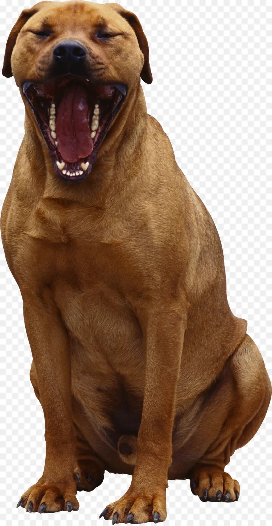 Perro，Ha PNG