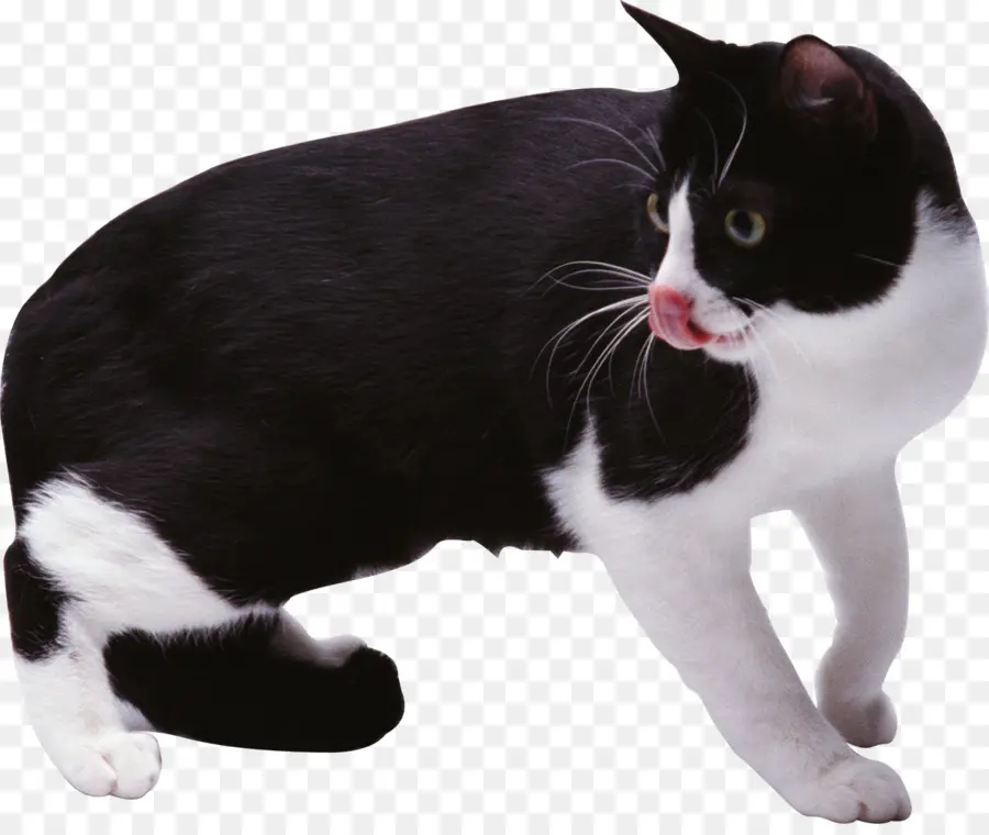 Gato Blanco Y Negro，Mascota PNG