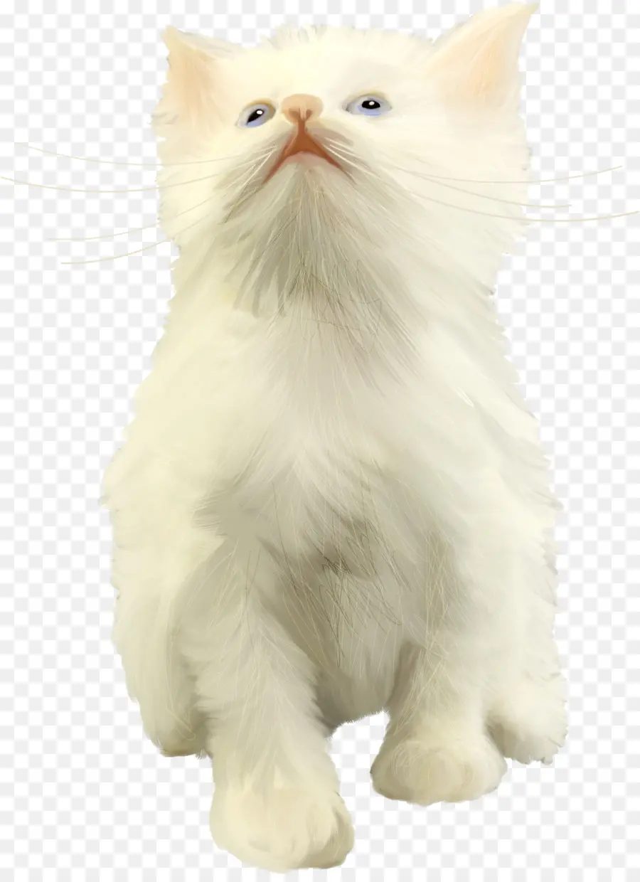 Gato Persa，Asiático Semilonghair PNG