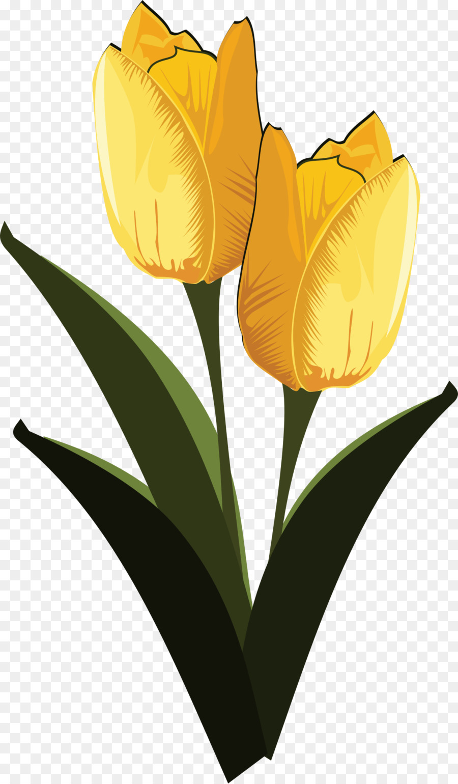 Flor，Tulipán PNG