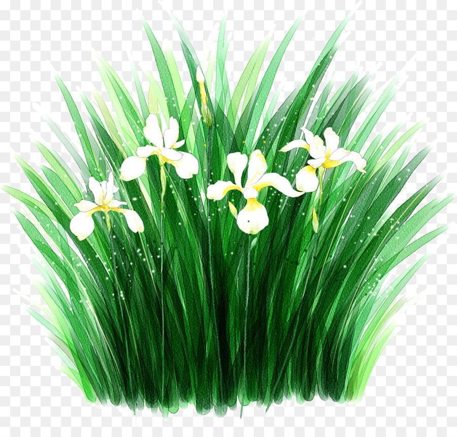 Flor，Fondo De Escritorio PNG