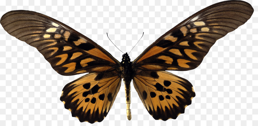 Mariposa，Papilys Ulises PNG