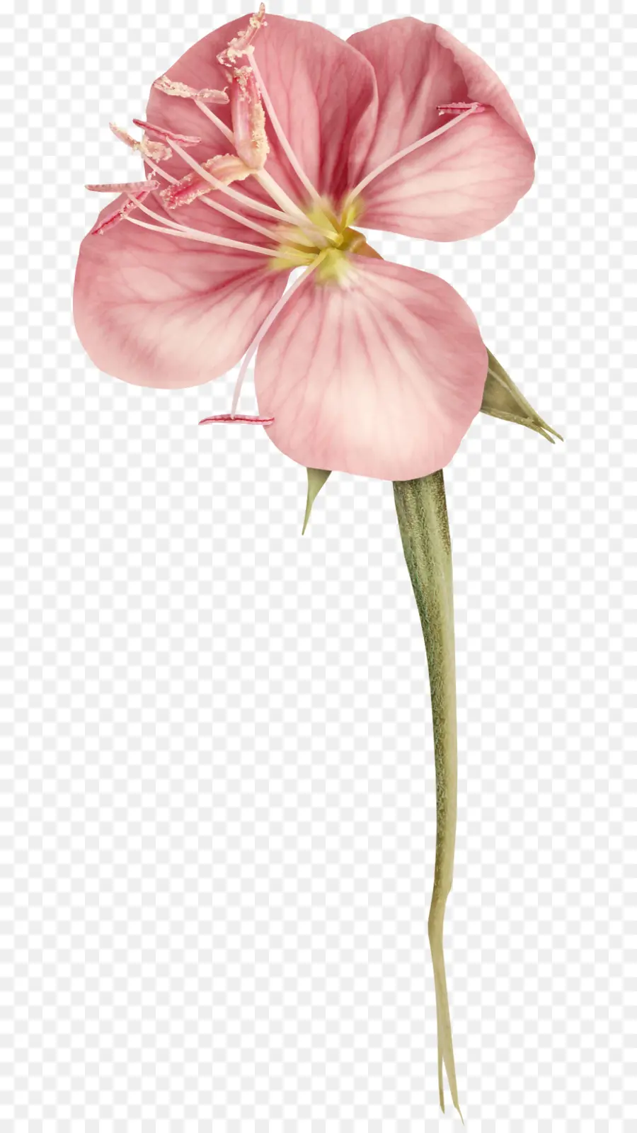 Flor Rosa，Florecer PNG