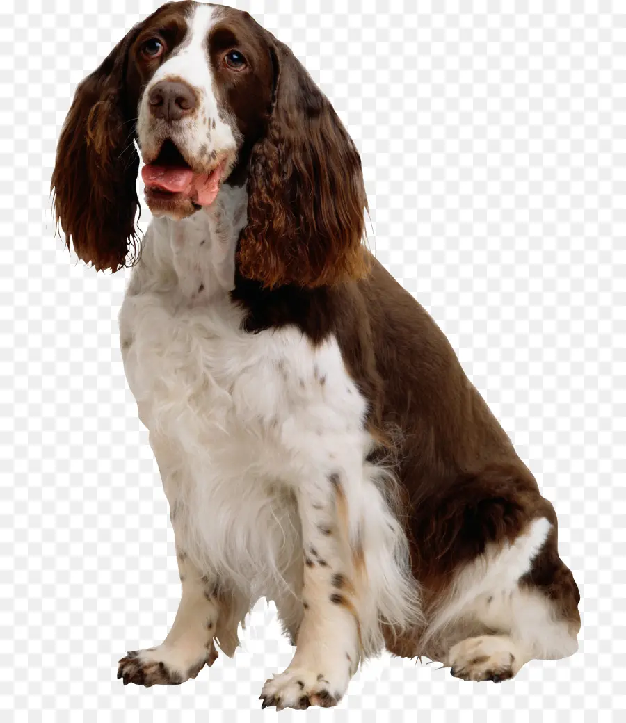 Springer Spaniel Galés，Springer Spaniel Inglés PNG