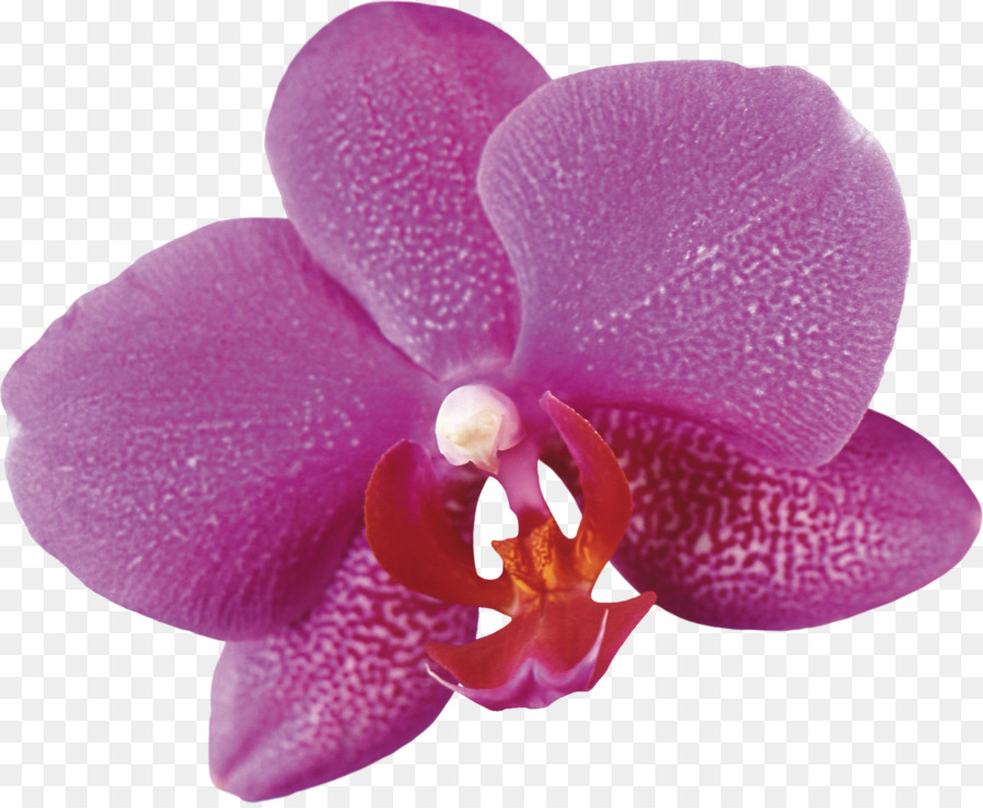 La Polilla De Las Orquídeas，Las Orquídeas PNG