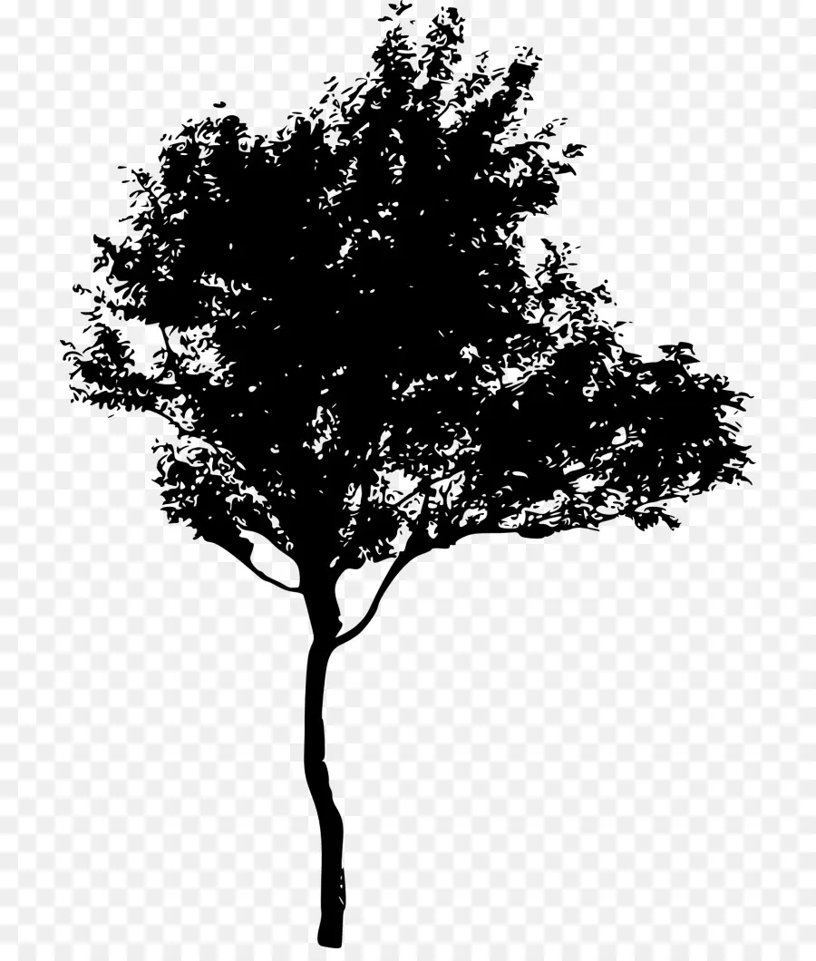 Silueta，árbol PNG