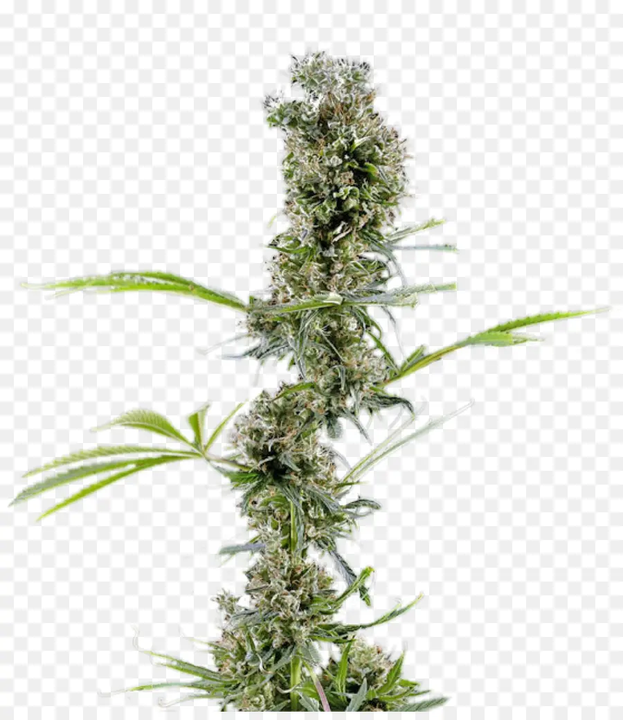 El Cannabis，Cannabaceae PNG