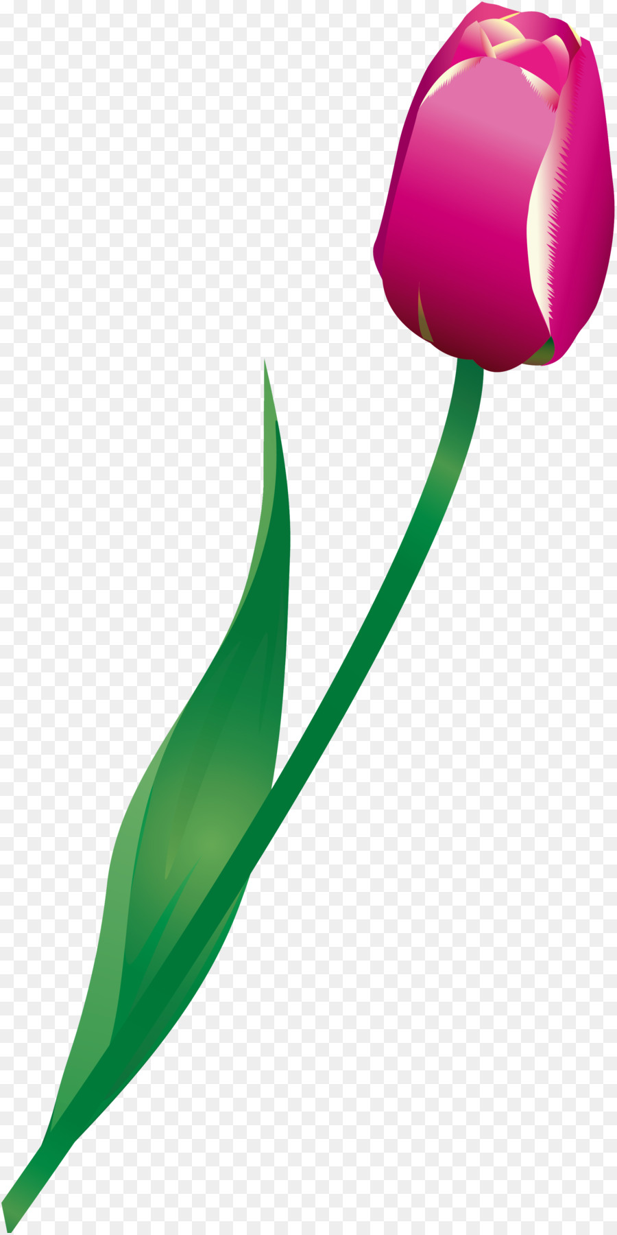 Tulip，Planta PNG