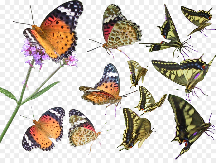 Mariposas，Vistoso PNG