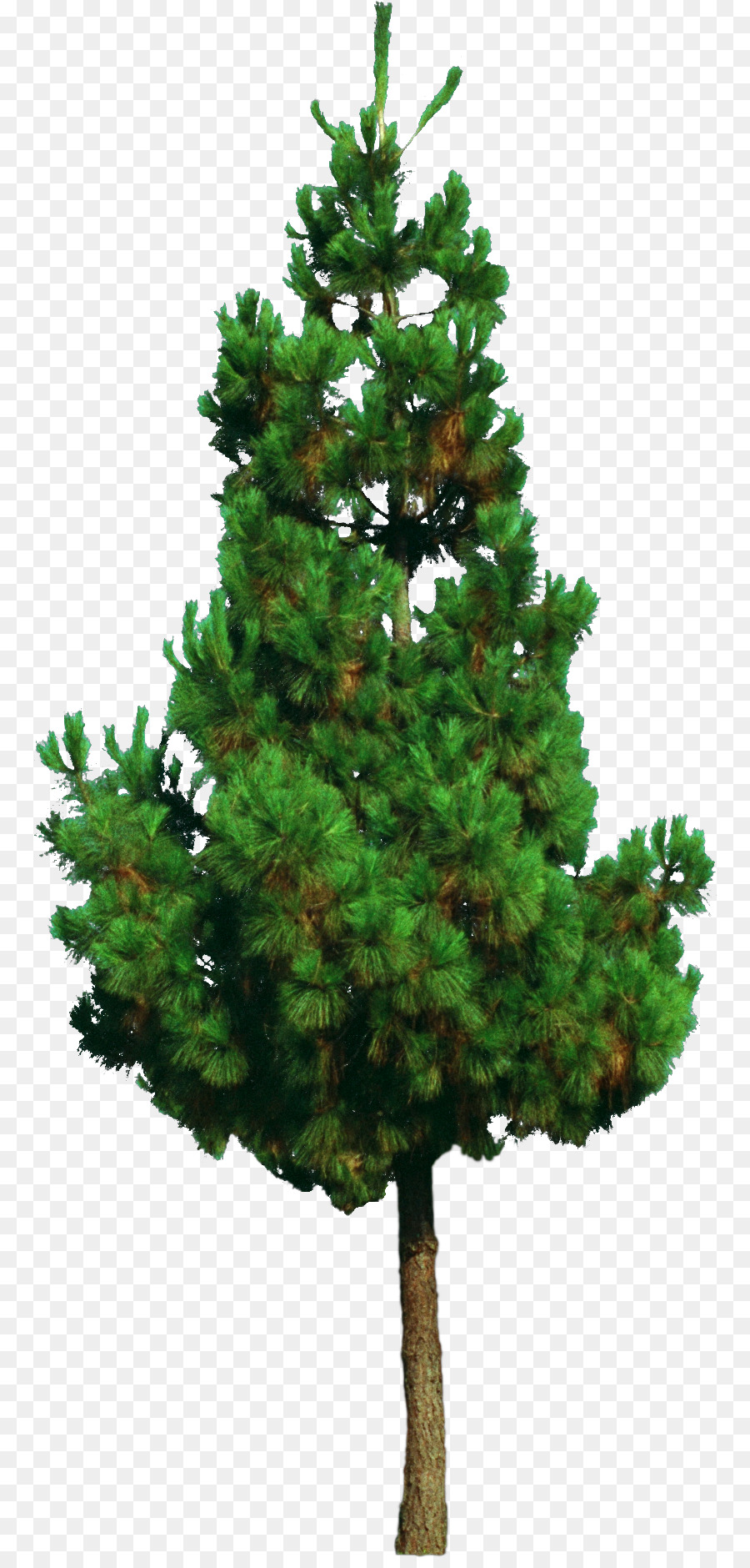 árbol，Planta PNG