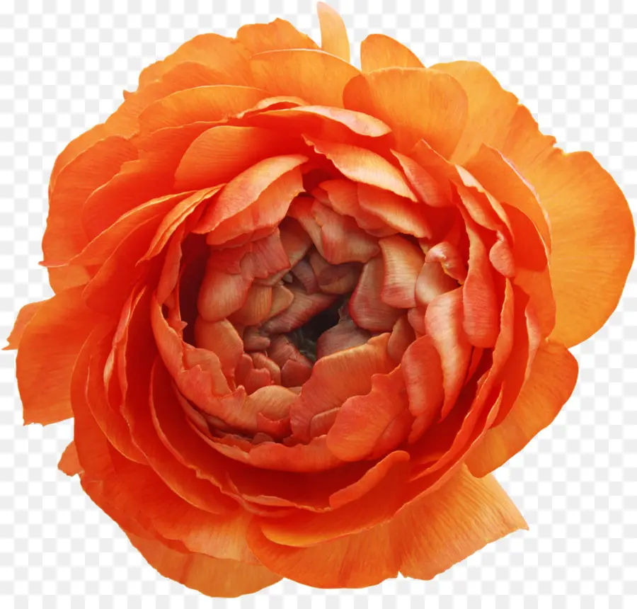 Rosa，Rojo PNG