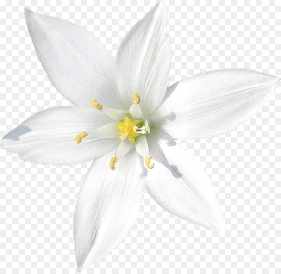 Lilium，Flor PNG