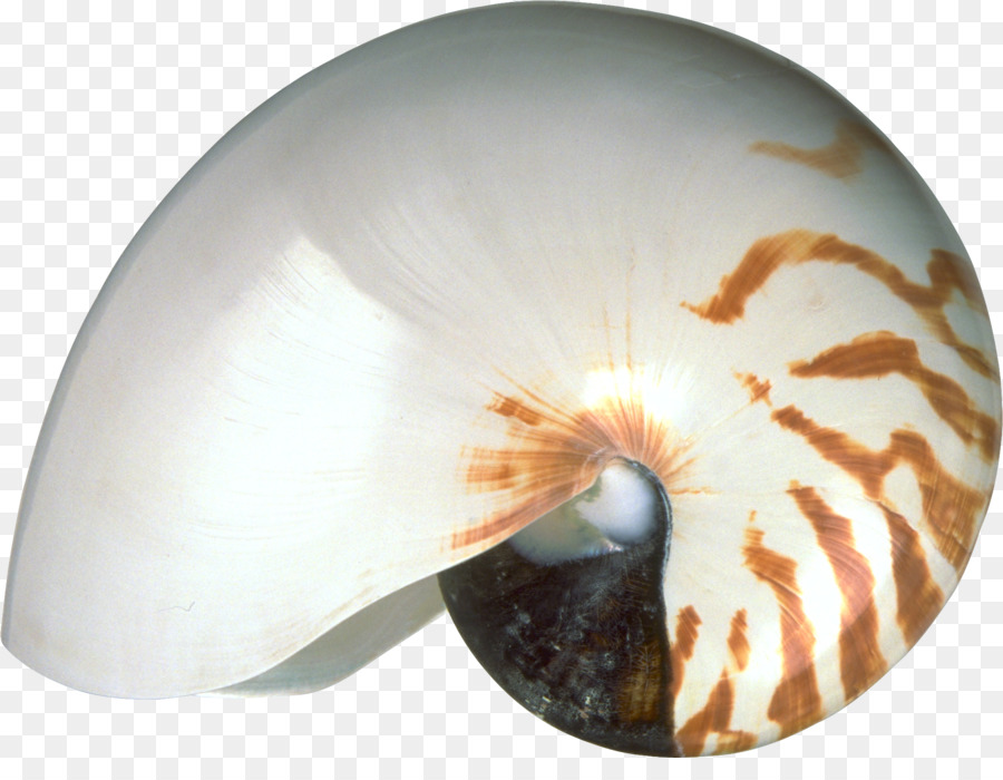 Nautilo，Los Moluscos PNG