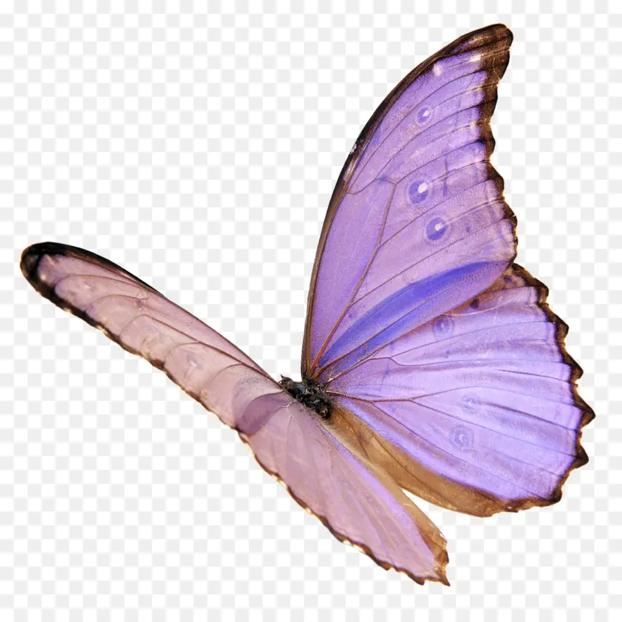 Mariposa Morada，Alas PNG