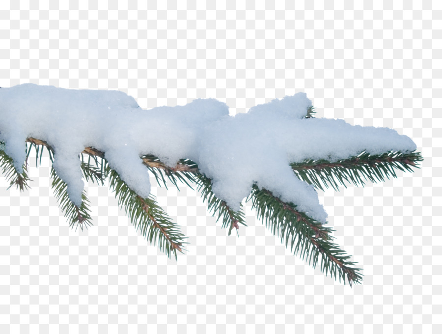 Árbol Cubierto De Nieve，Invierno PNG