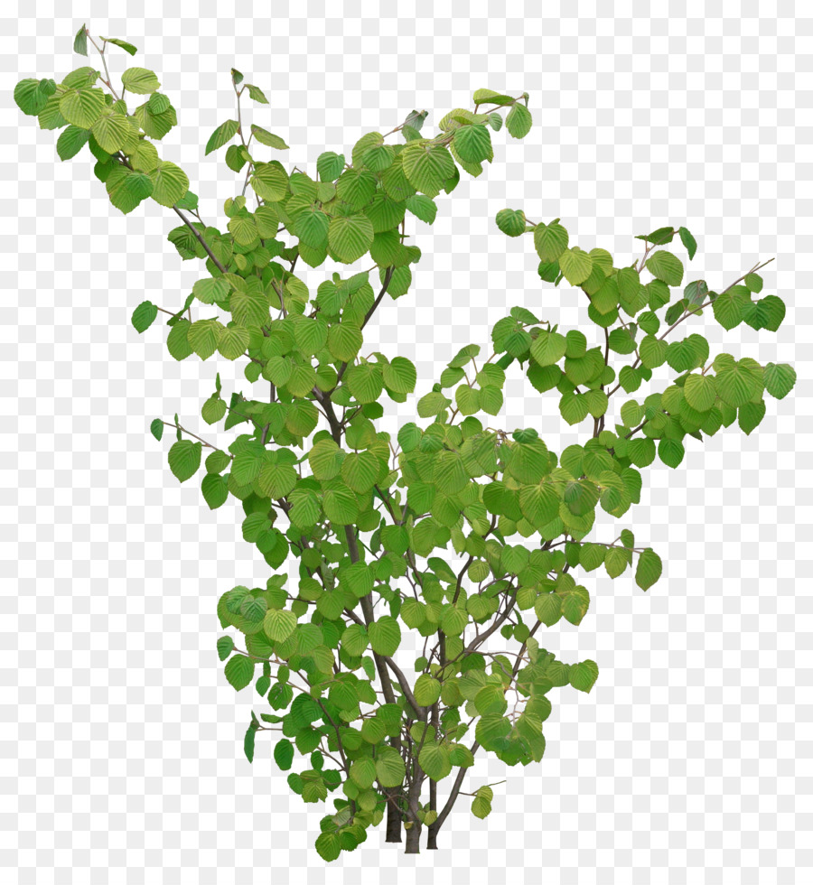 Árbol，Hojas PNG