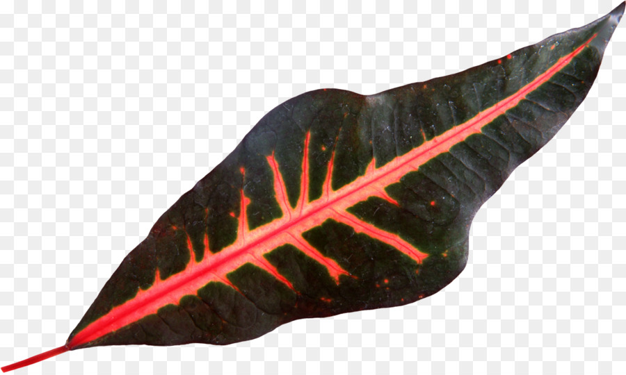 Hoja，Color PNG