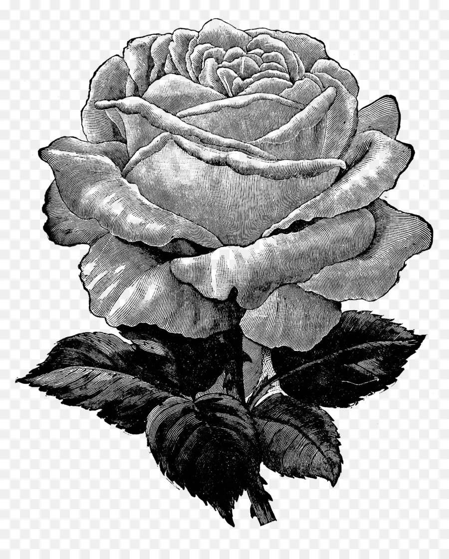 Rosa，Flor PNG