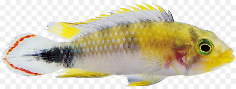 Pez Amarillo，Acuático PNG