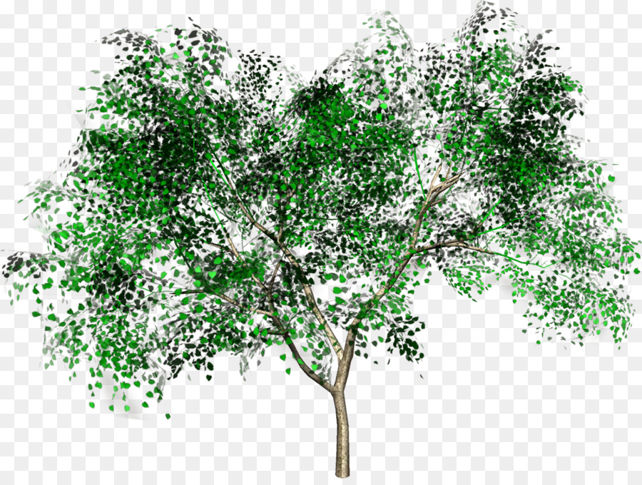 árbol Verde，Naturaleza PNG