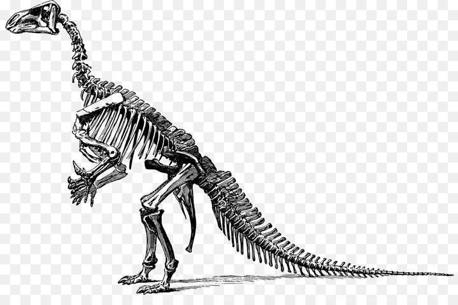 Tyrannosaurus，Triceratops PNG