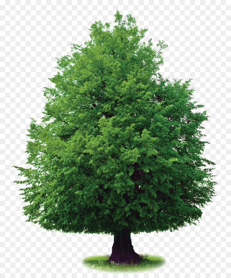 árbol Verde，Naturaleza PNG