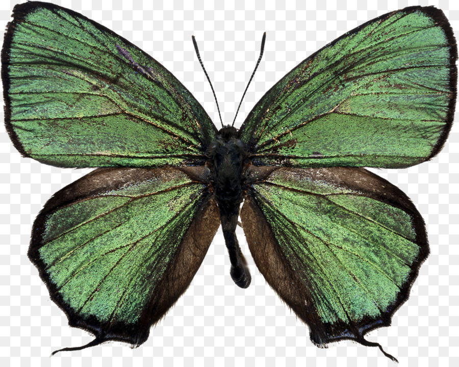 Mariposa Verde，Alas PNG