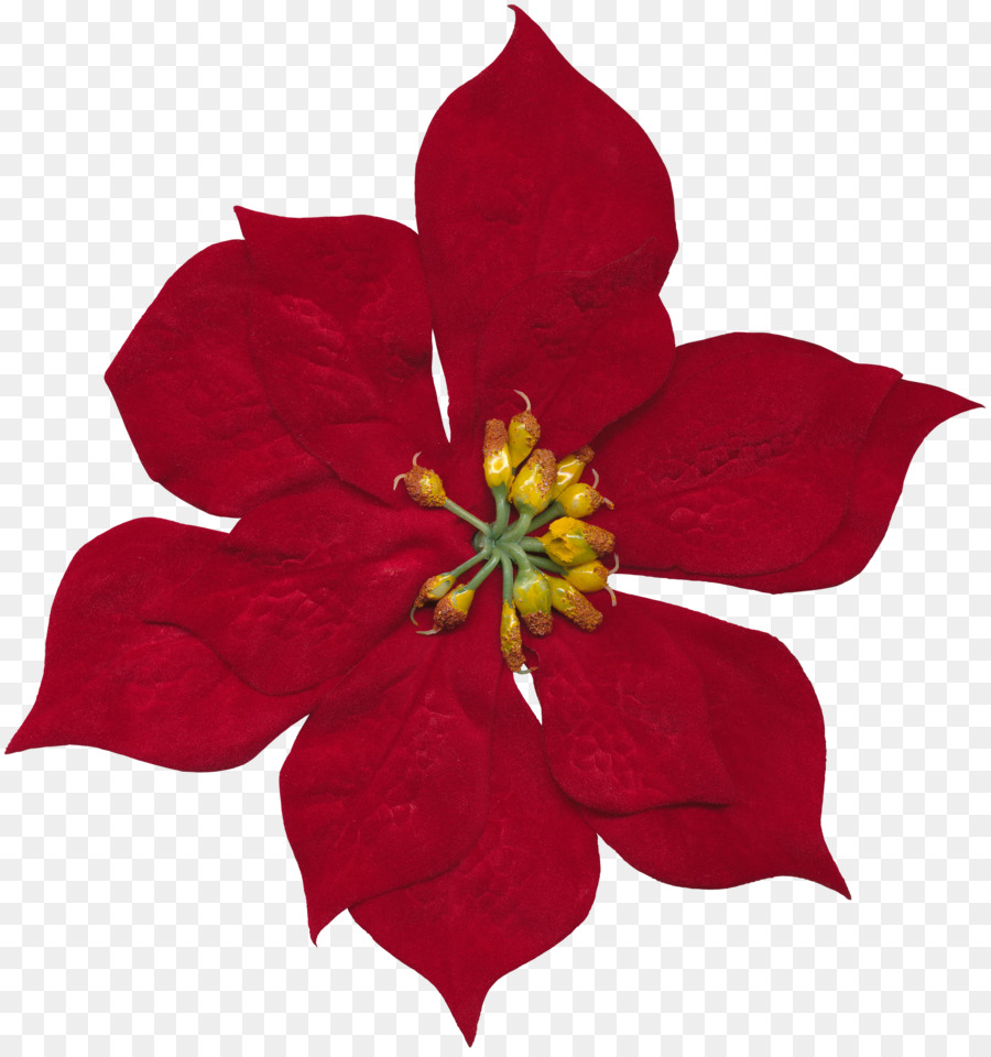 Flor De Pascua，Flor PNG