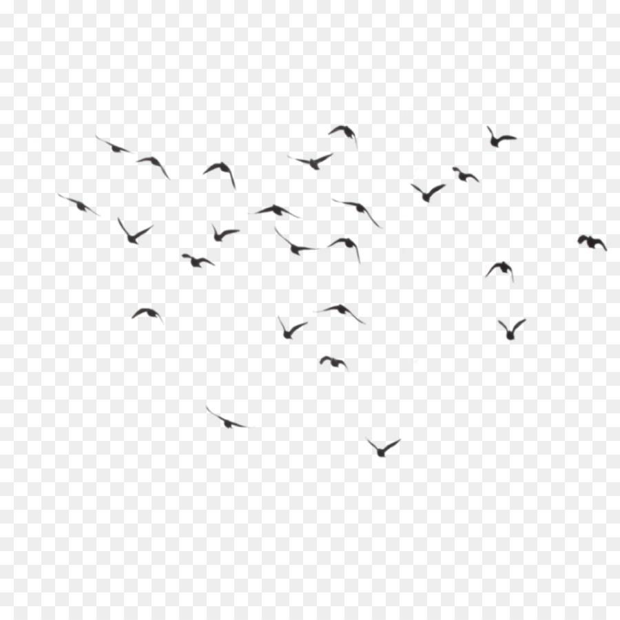 Aves，Vuelo PNG