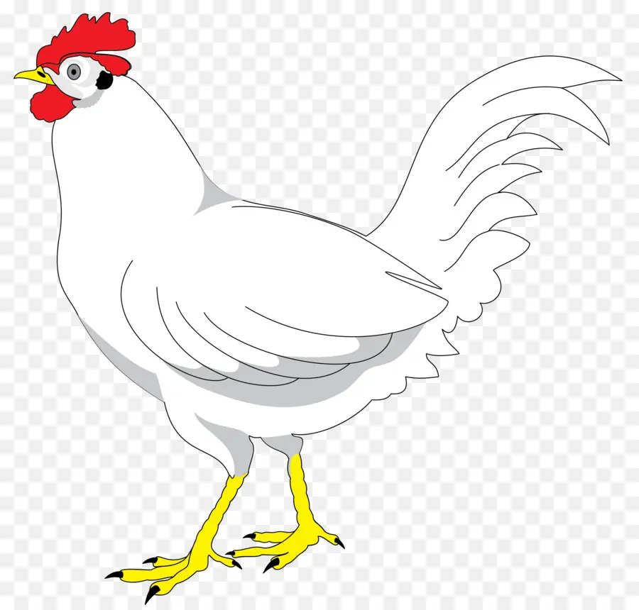 Pollo Plymouth Rock，Dibujo PNG