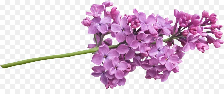 Flores Lilas，Rama PNG