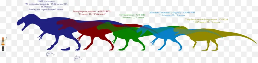 Dinosaurio De Tamaño，Carcharodontosaurus PNG