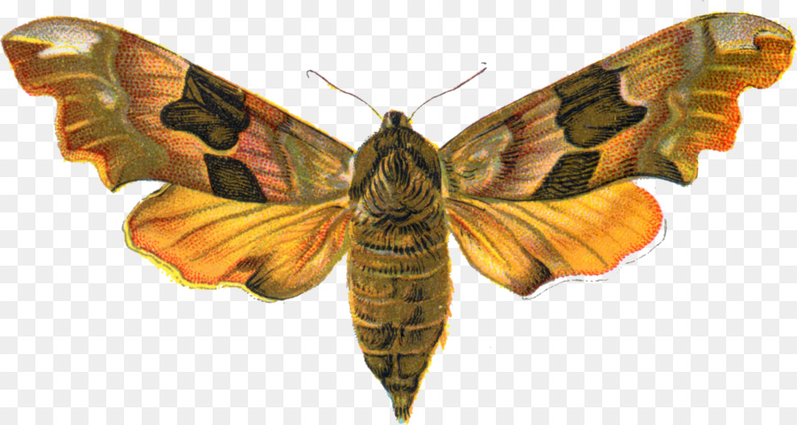 Polilla，Insecto PNG