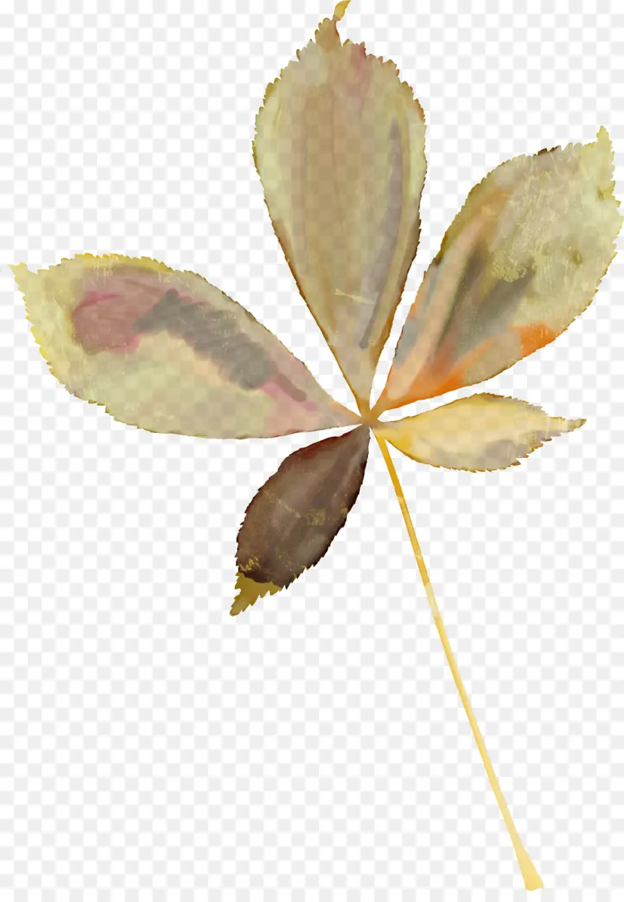 Hoja Marrón，Otoño PNG