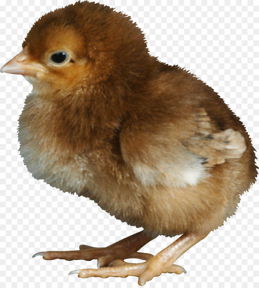 Pollo，Kifaranga PNG