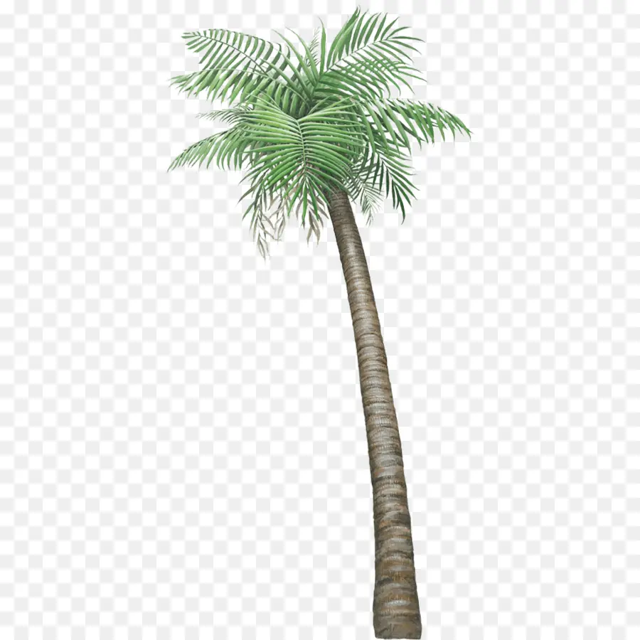 La Calcomanía De Pared，Arecaceae PNG