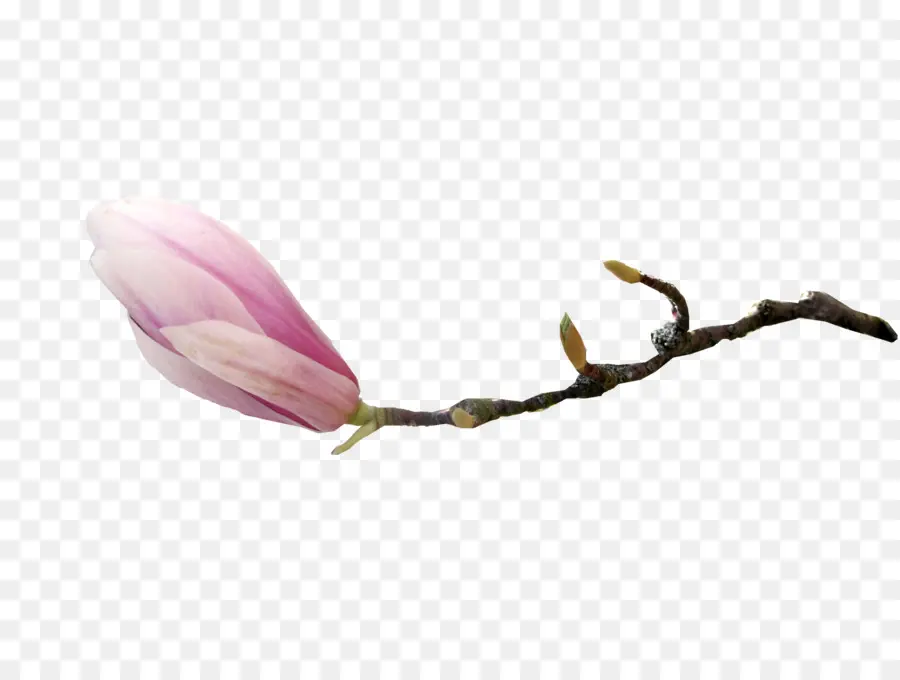 Flor，Magnolia PNG