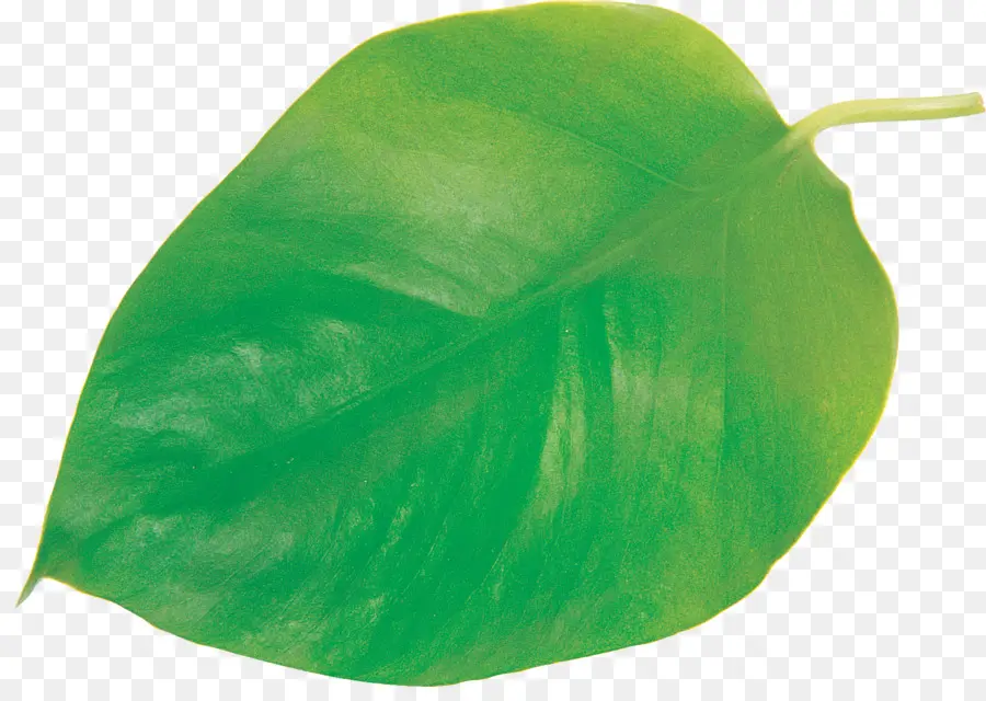 Hoja，Planta PNG