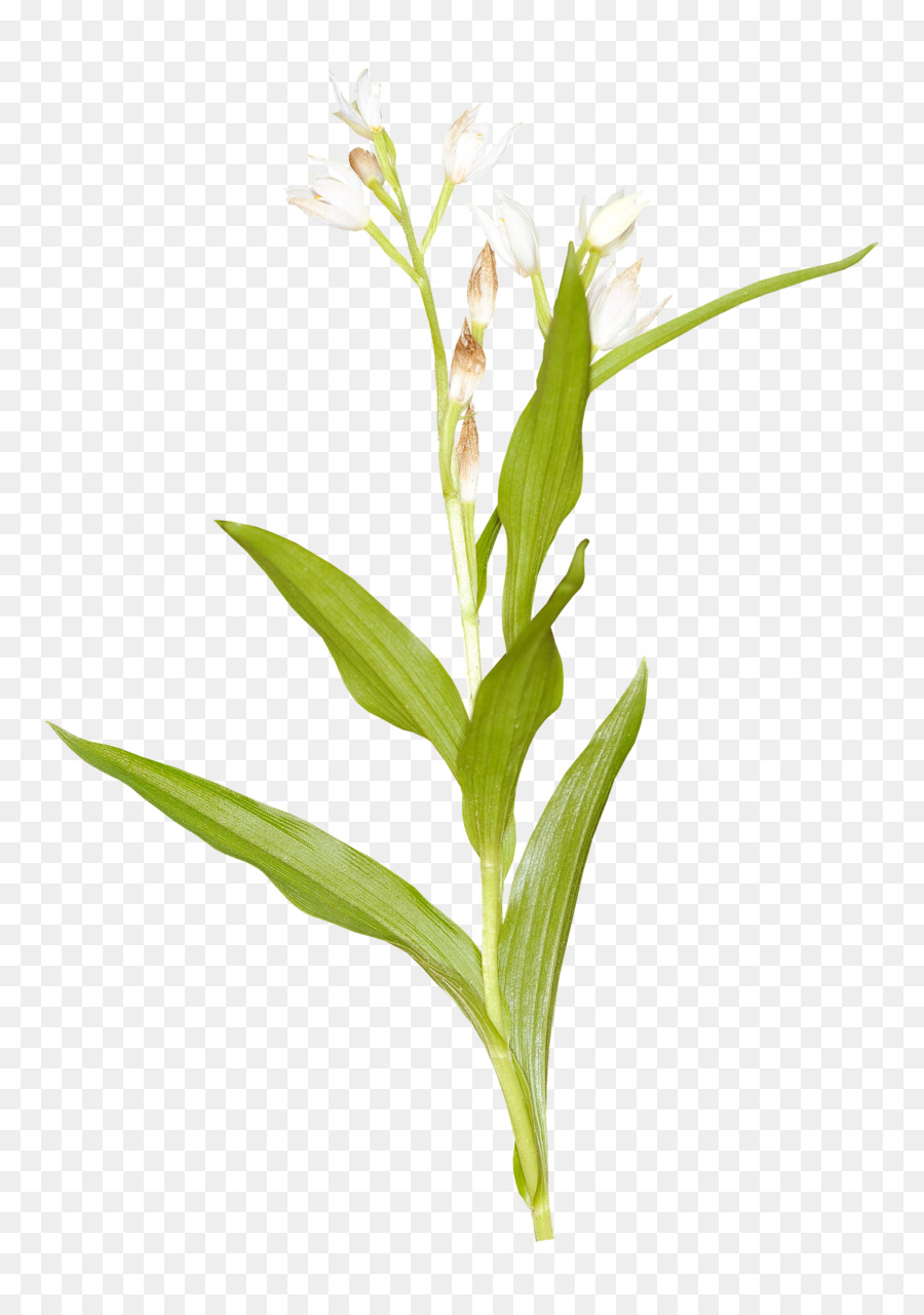 Flor，Provenir PNG