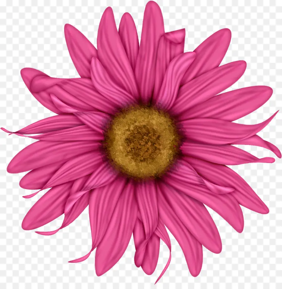 Flor，Común Daisy PNG