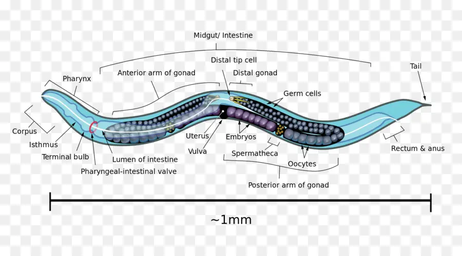 Nematodo，Gusano PNG