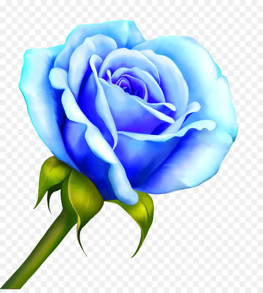 Rosa Azul，Floración PNG